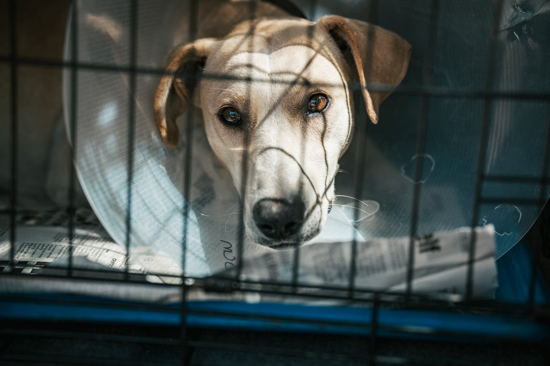 Sterilisation Drive in De Doorns