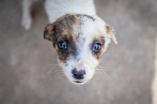 Sidewalk Specials Animal Rescue