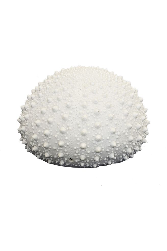 Urchin Lamp