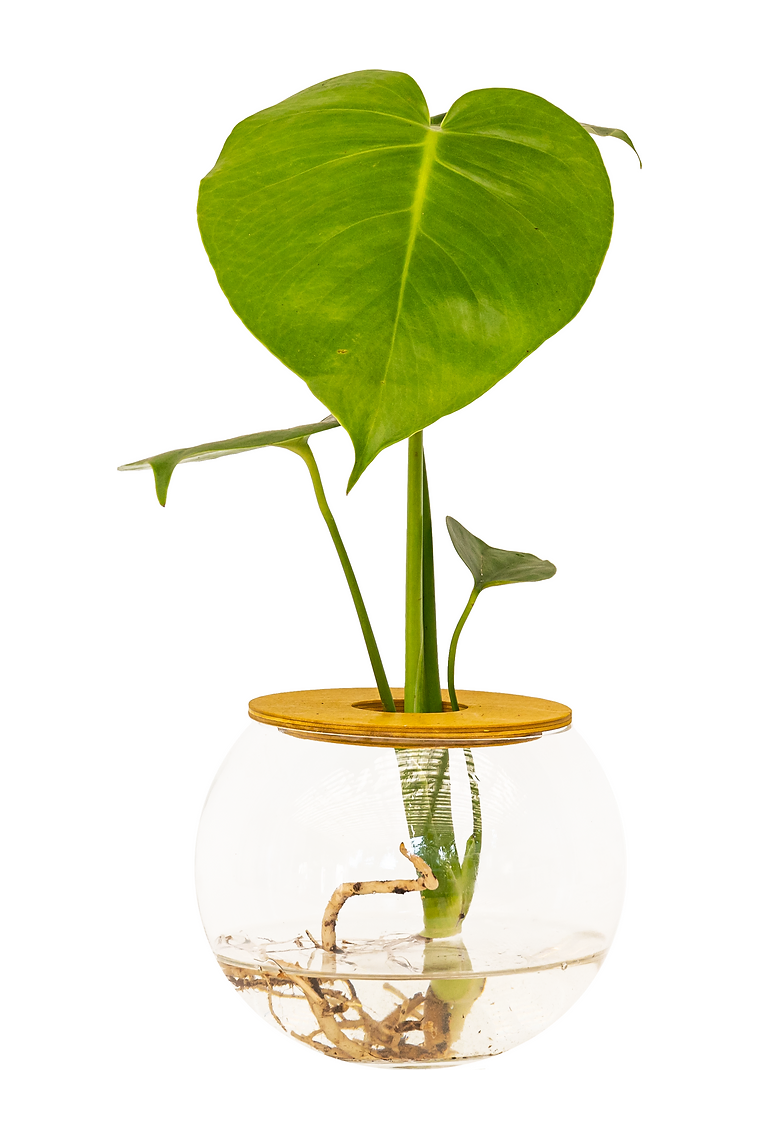 Jungle plants