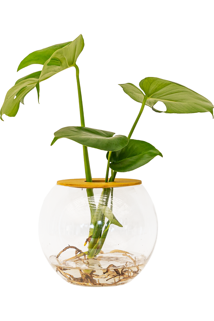 Jungle plants