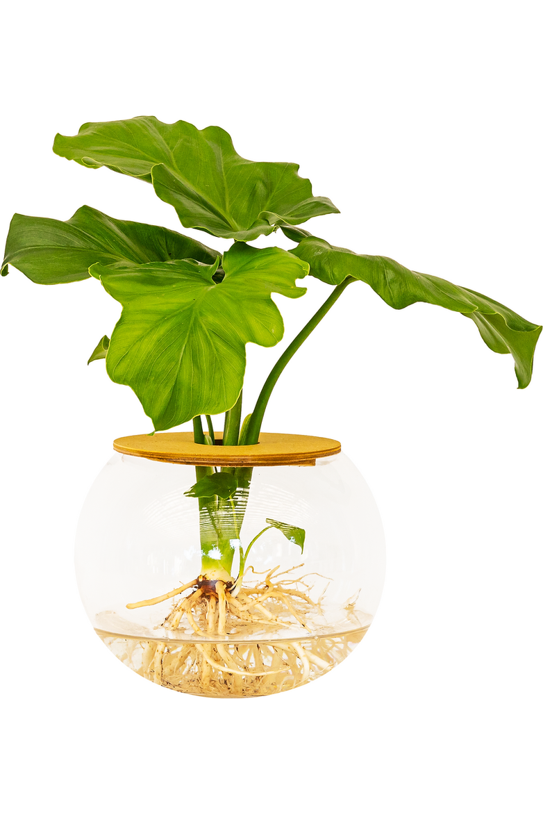 Jungle plants