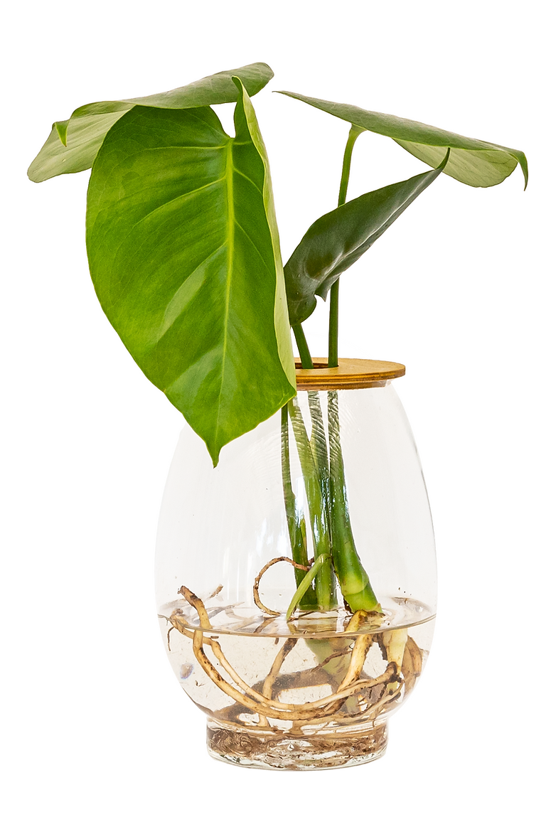 Jungle plants