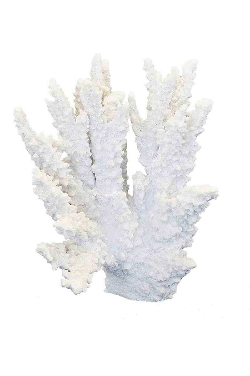 Staghorn Coral