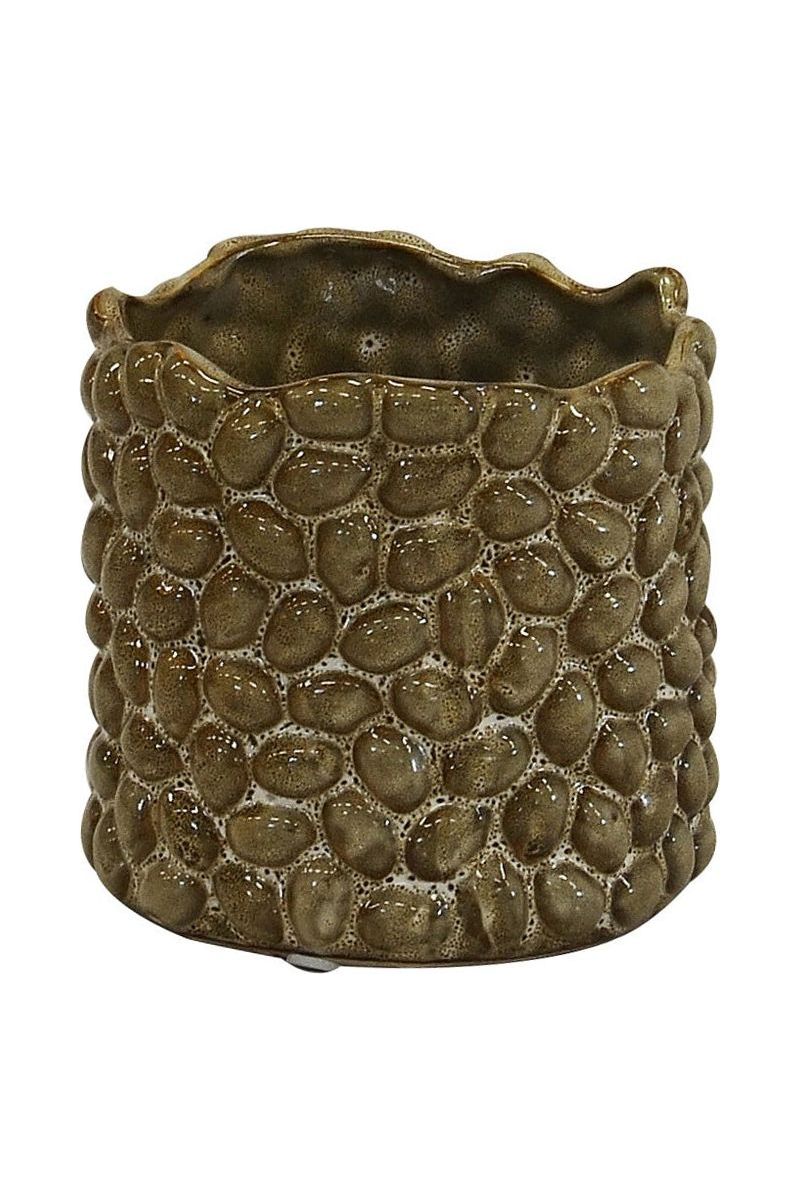 Cocoa Sponge