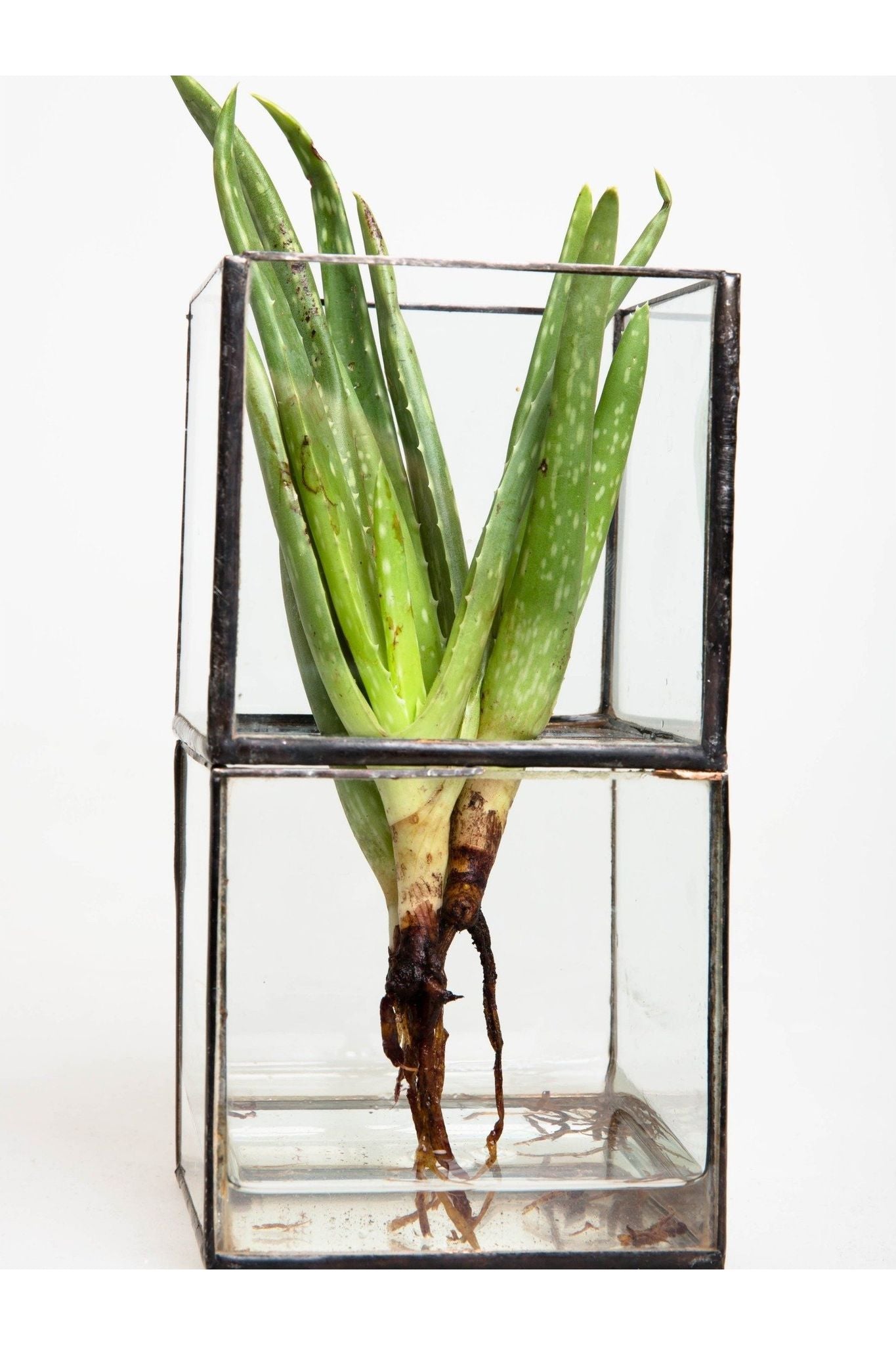Glass root box