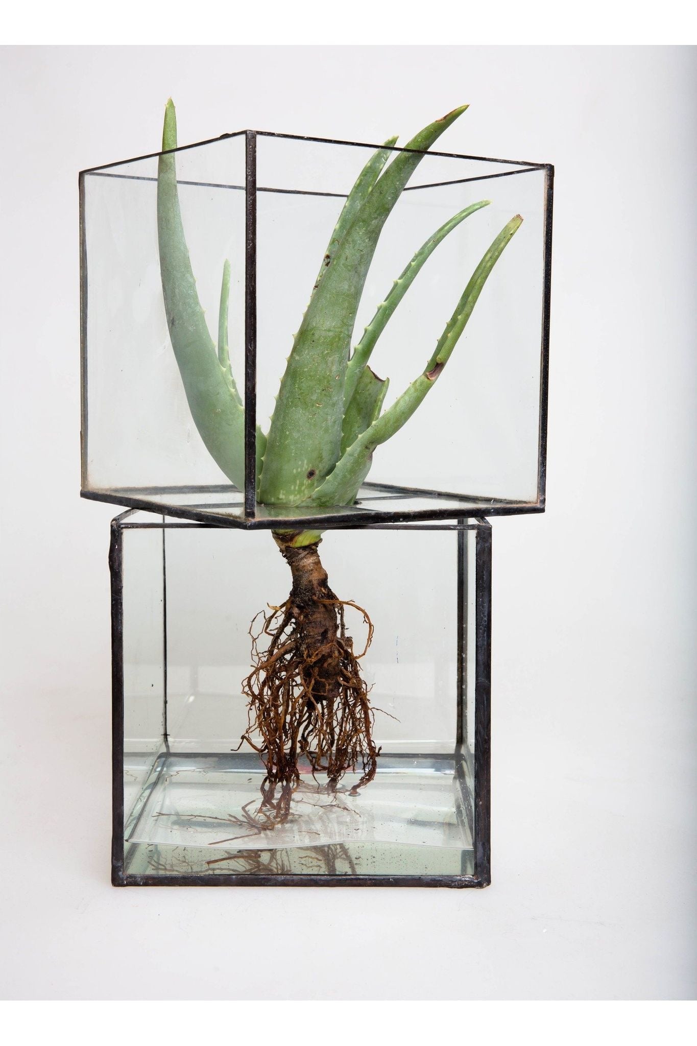 Glass root box