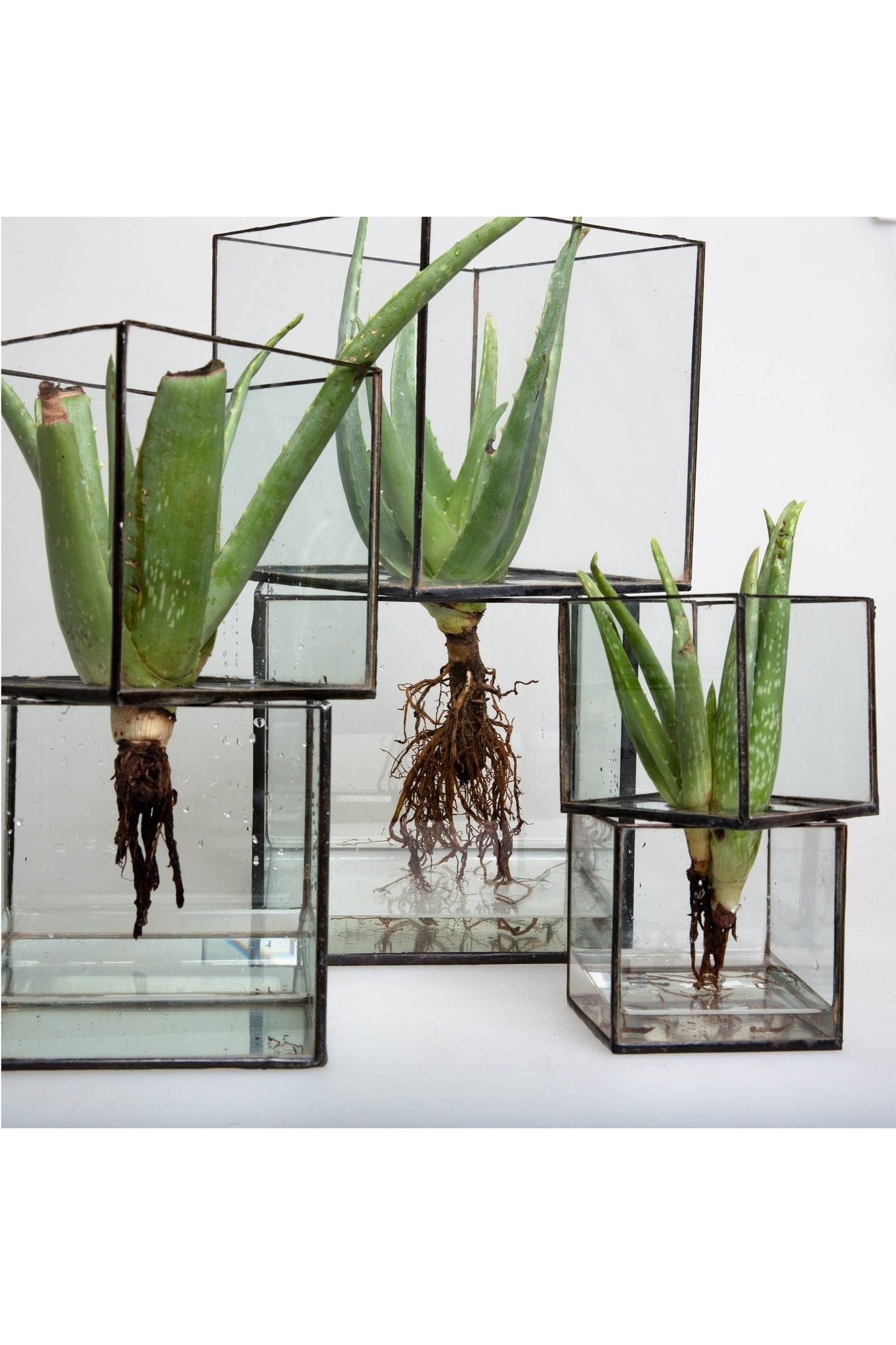 Glass root box