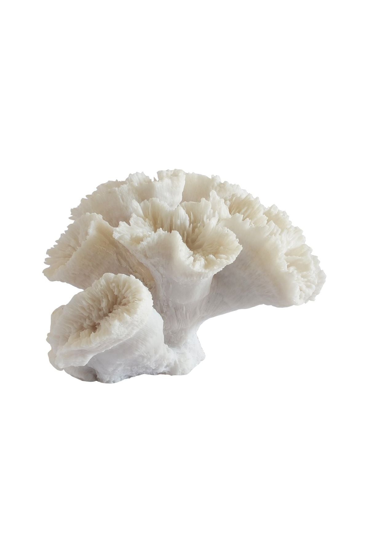 Seaflower coral